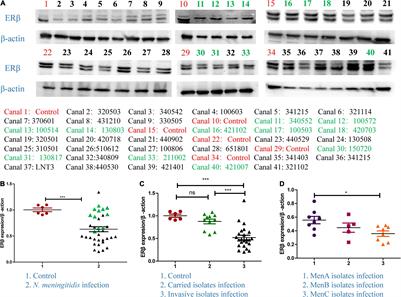 Estrogen Suppresses Cytokines Release in cc4821 Neisseria meningitidis Infection via TLR4 and ERβ-p38-MAPK Pathway